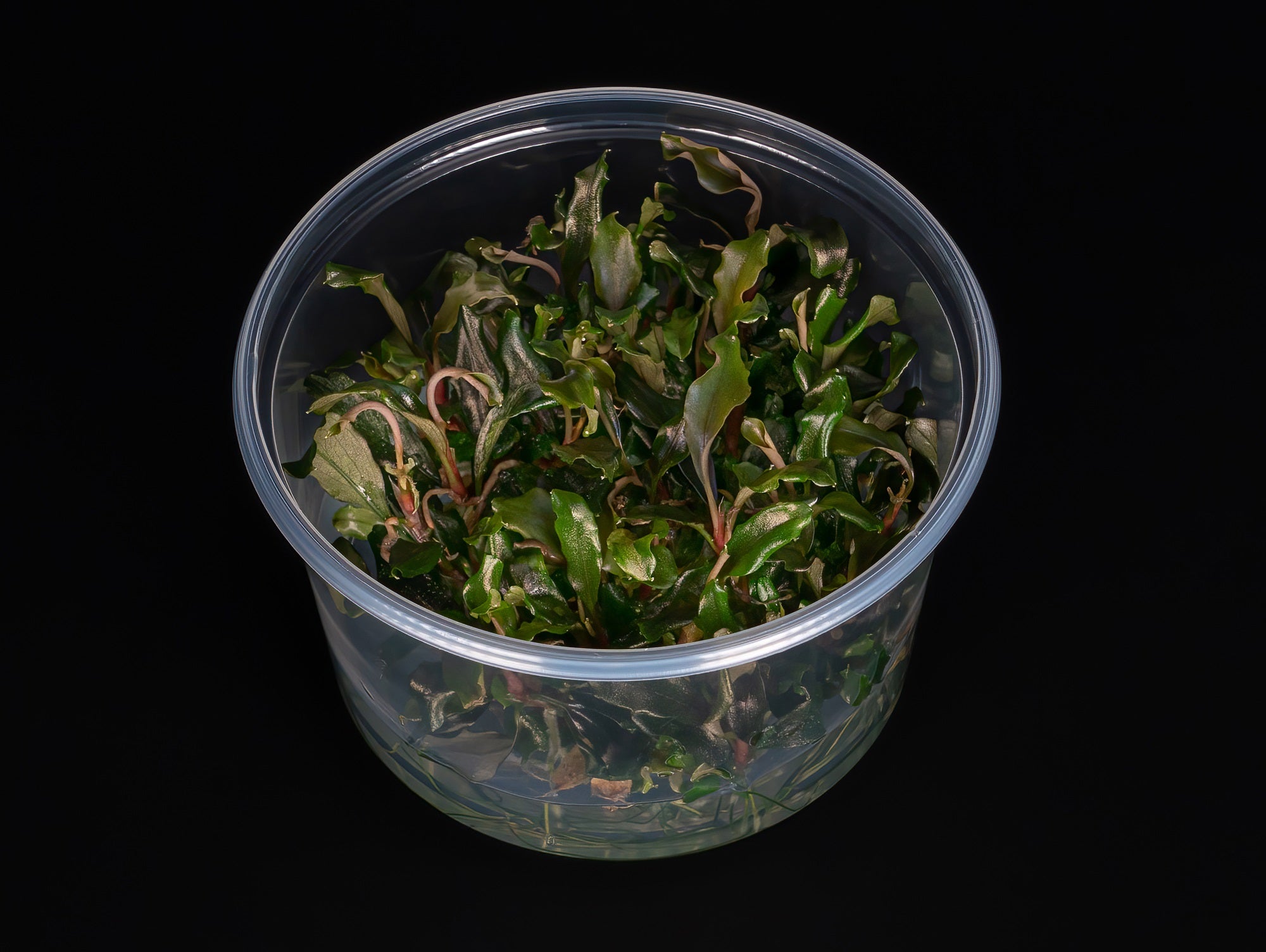 Bucephalandra sp. 'Red Scorpio' – Zoobox