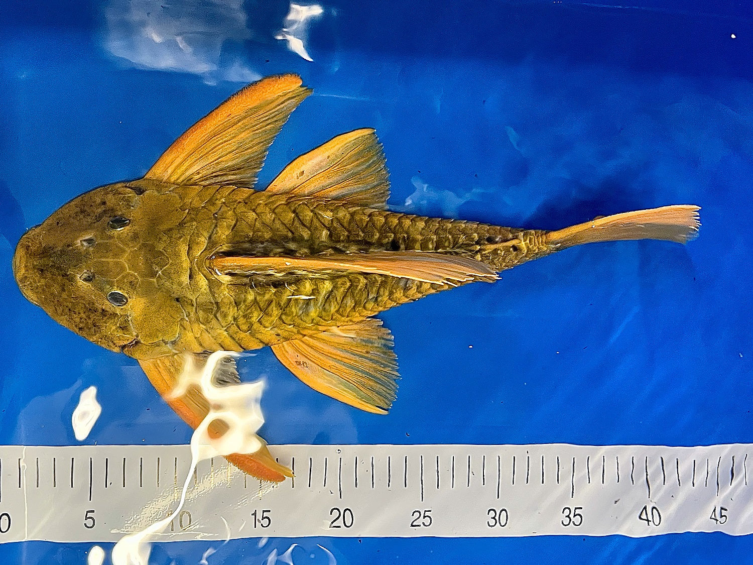 Hypostomus luteus 'super yellow' WYSIWYG #11