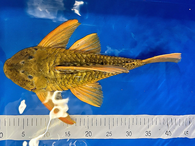 Hypostomus luteus 'super yellow' WYSIWYG #11