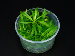 Helanthium bolivianum 'Latifolius'