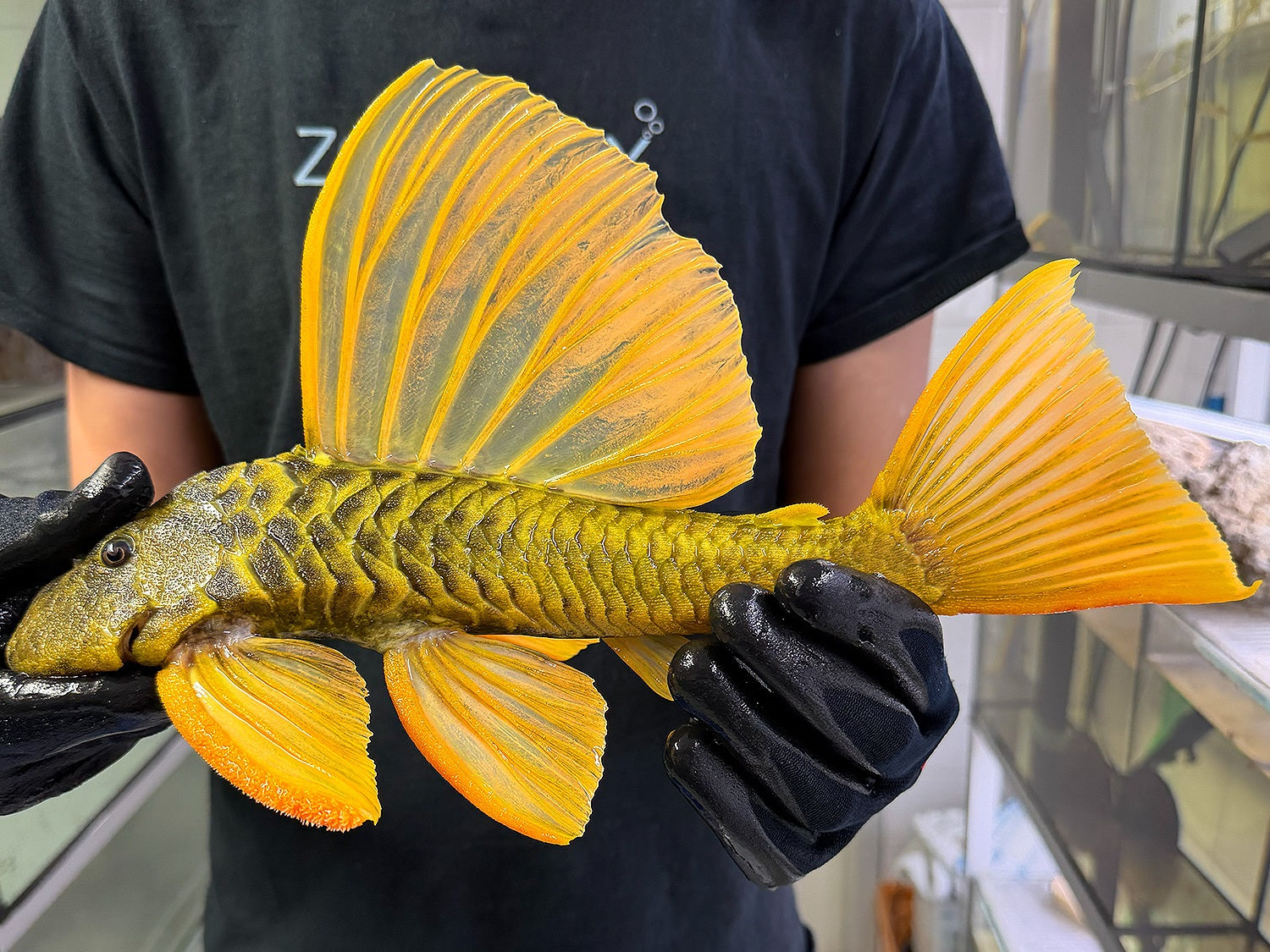 Hypostomus luteus 'super yellow' WYSIWYG #113