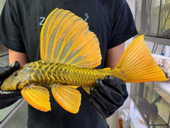 Hypostomus luteus 'super yellow' WYSIWYG #113