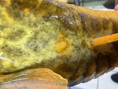 Hypostomus luteus 'super yellow' WYSIWYG #113