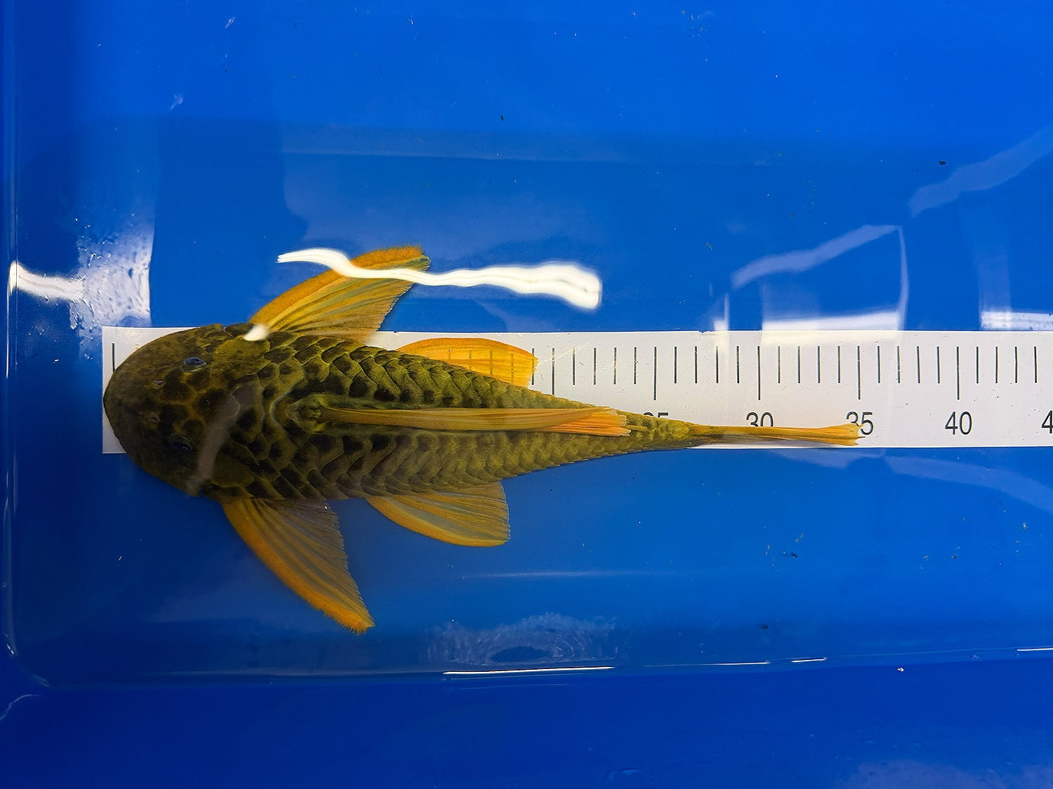 Hypostomus luteus 'super yellow' WYSIWYG #113