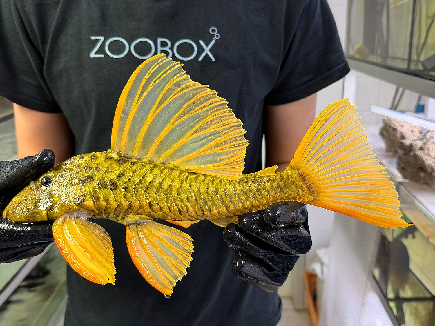 Hypostomus luteus 'super yellow' WYSIWYG #114