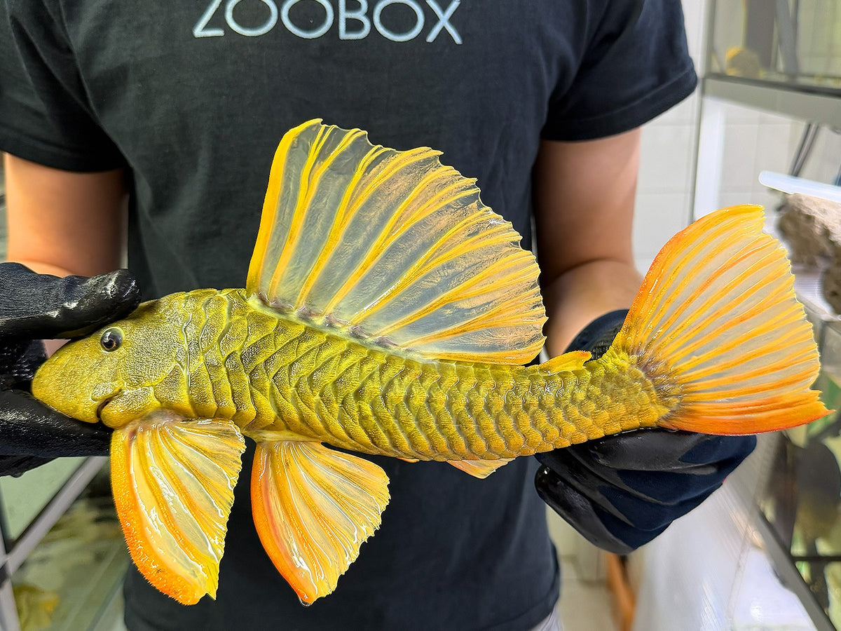 Hypostomus luteus 'super yellow' WYSIWYG #115