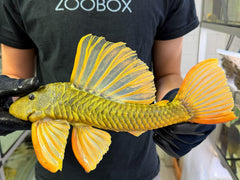 Hypostomus luteus 'super yellow' WYSIWYG #115
