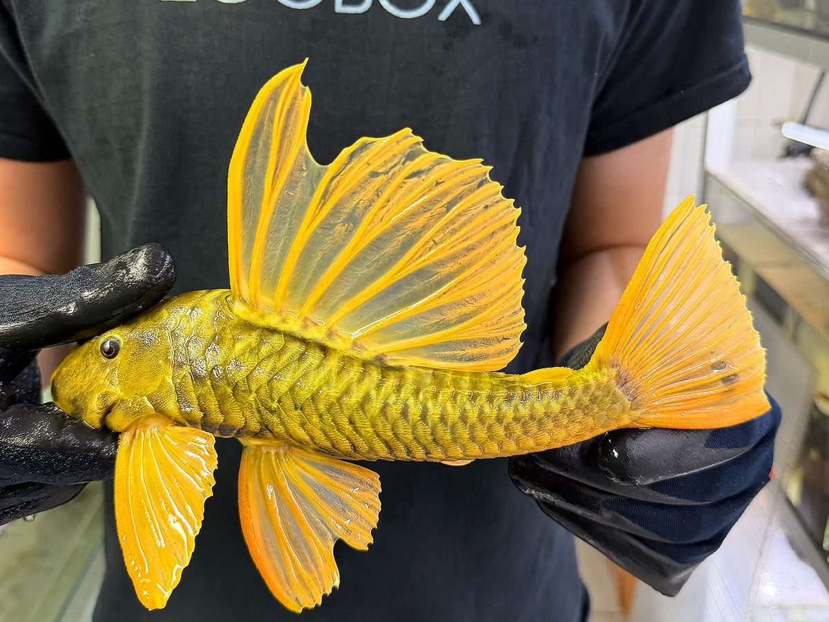 Hypostomus luteus 'super yellow' WYSIWYG #116