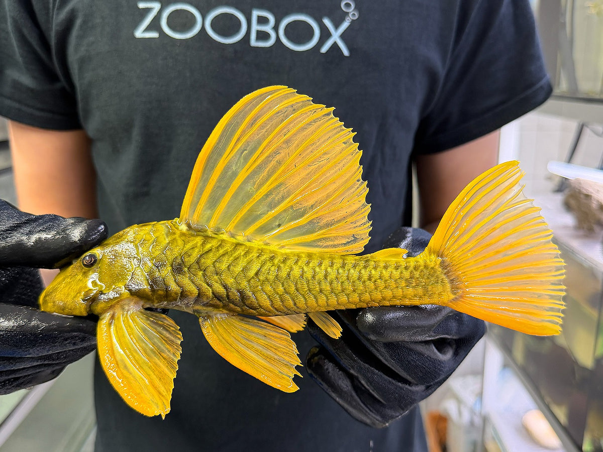 Hypostomus luteus 'super yellow' WYSIWYG #117