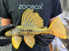 Hypostomus luteus Phase 3 WYSIWYG #118
