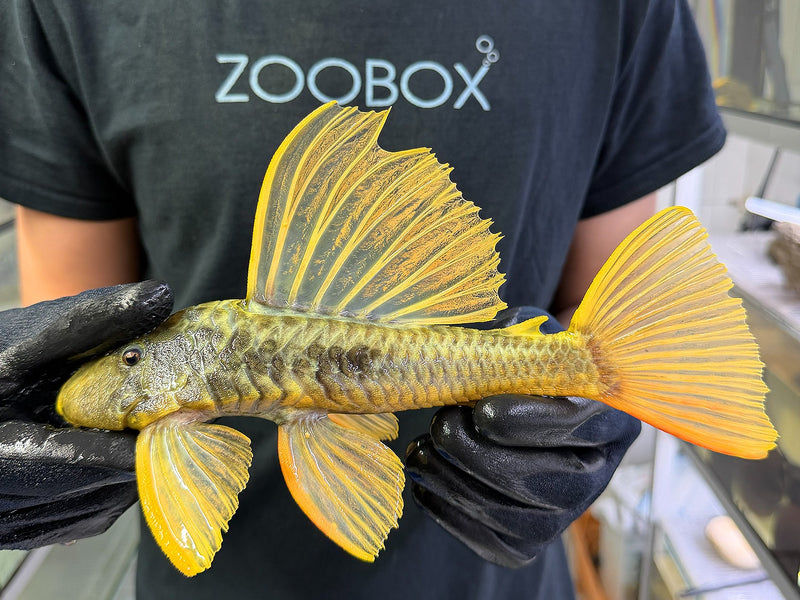 Hypostomus luteus Phase 3 WYSIWYG #118