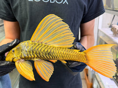 Hypostomus luteus Phase 3 WYSIWYG #119