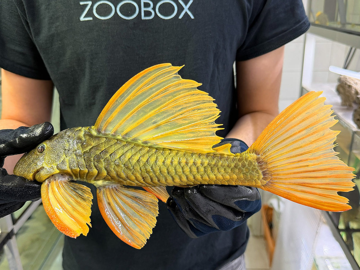Hypostomus luteus Phase 3 WYSIWYG #120