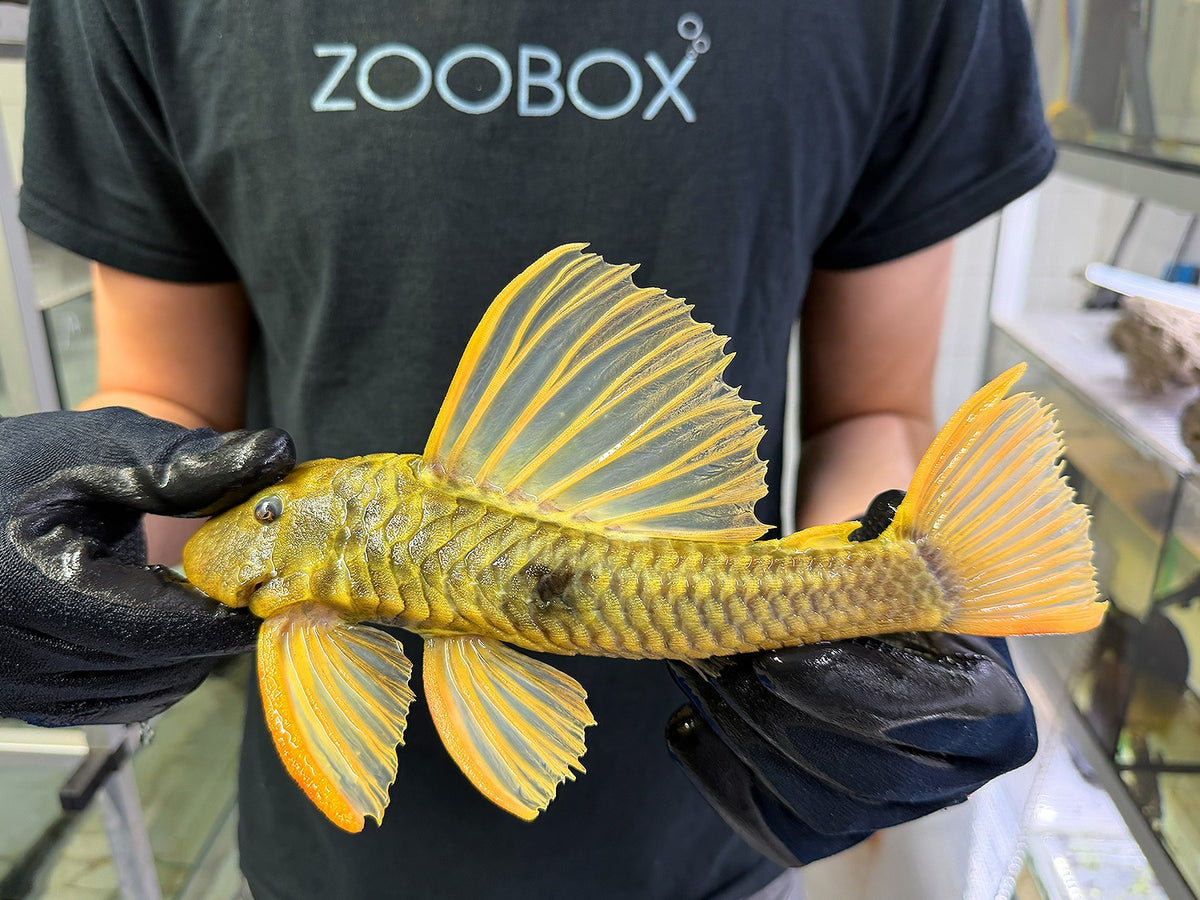 Hypostomus luteus Phase 3 WYSIWYG #121