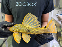 Hypostomus luteus Phase 3 WYSIWYG #121
