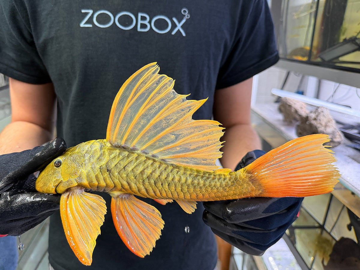 Hypostomus luteus Phase 3 WYSIWYG #122