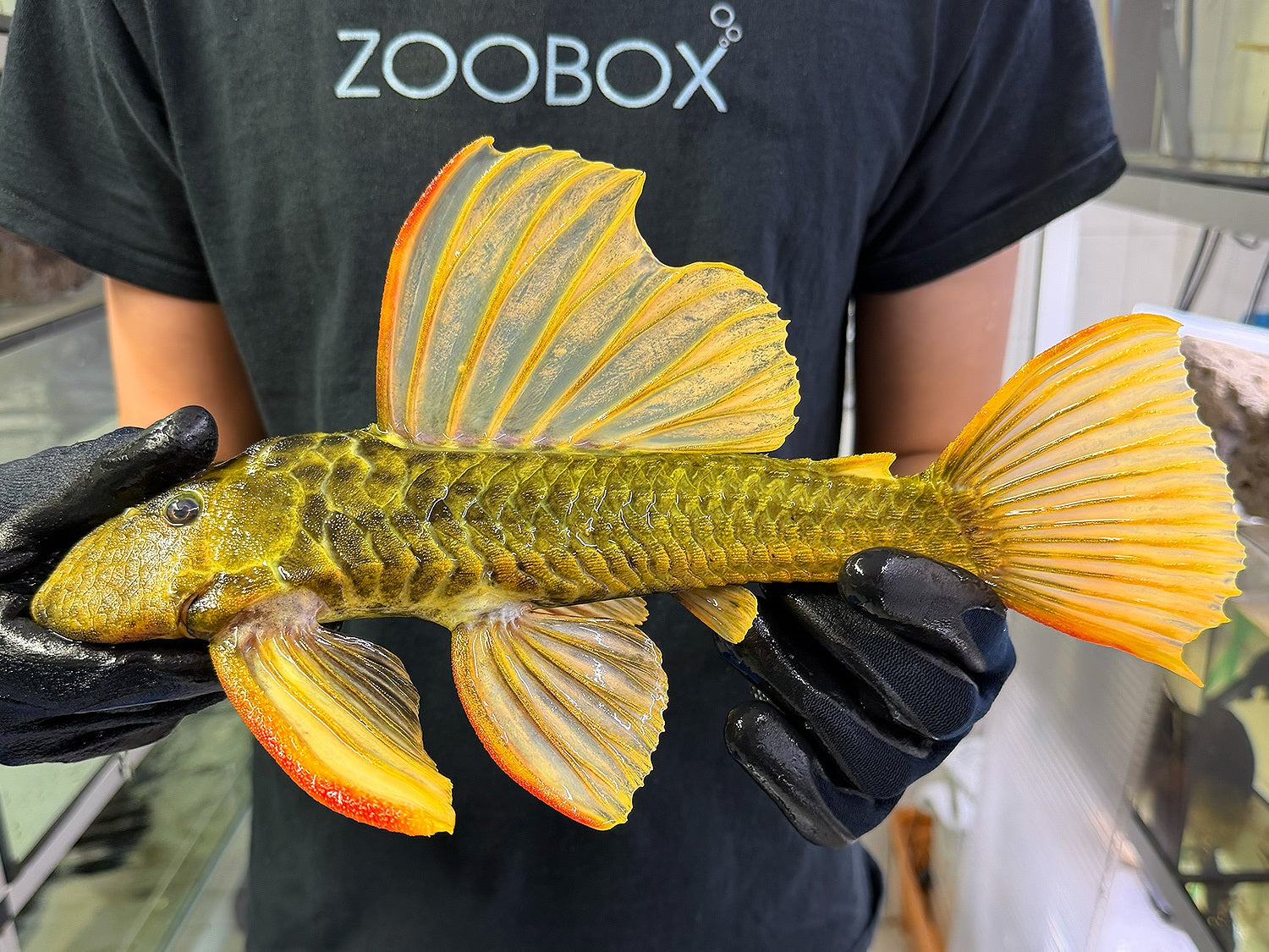 Hypostomus luteus Phase 3 WYSIWYG #123