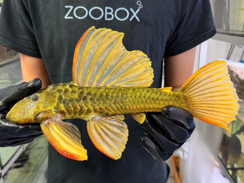 Hypostomus luteus Phase 3 WYSIWYG #123