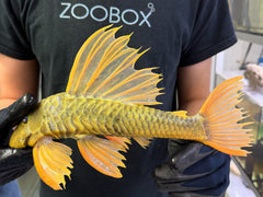 Hypostomus luteus Phase 3 WYSIWYG #124