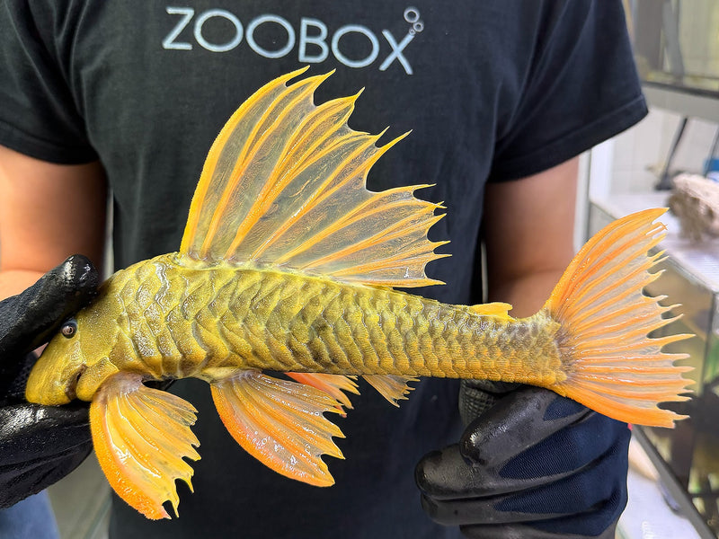 Hypostomus luteus Phase 3 WYSIWYG #124