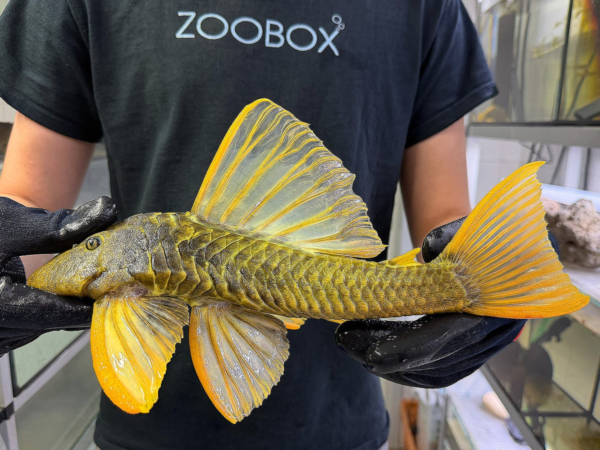 Hypostomus luteus Phase 3 WYSIWYG #125
