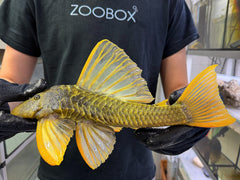 Hypostomus luteus Phase 3 WYSIWYG #125