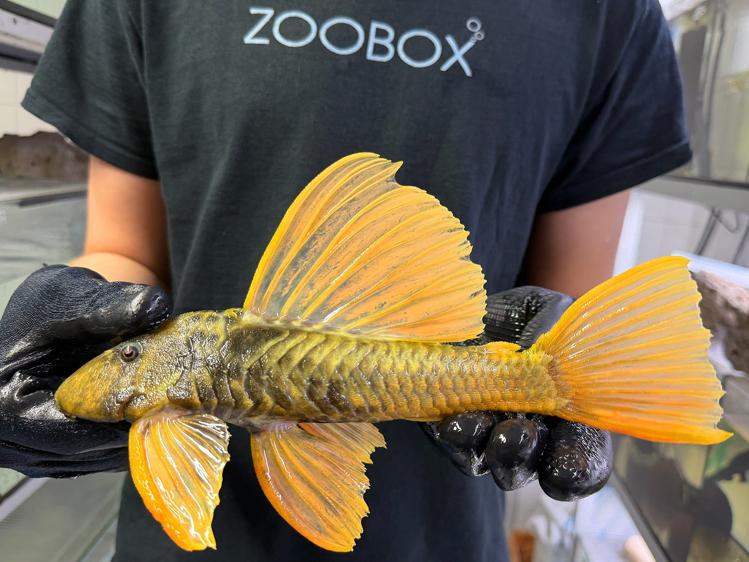 Hypostomus luteus 'super yellow' WYSIWYG #126