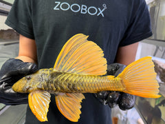 Hypostomus luteus 'super yellow' WYSIWYG #126