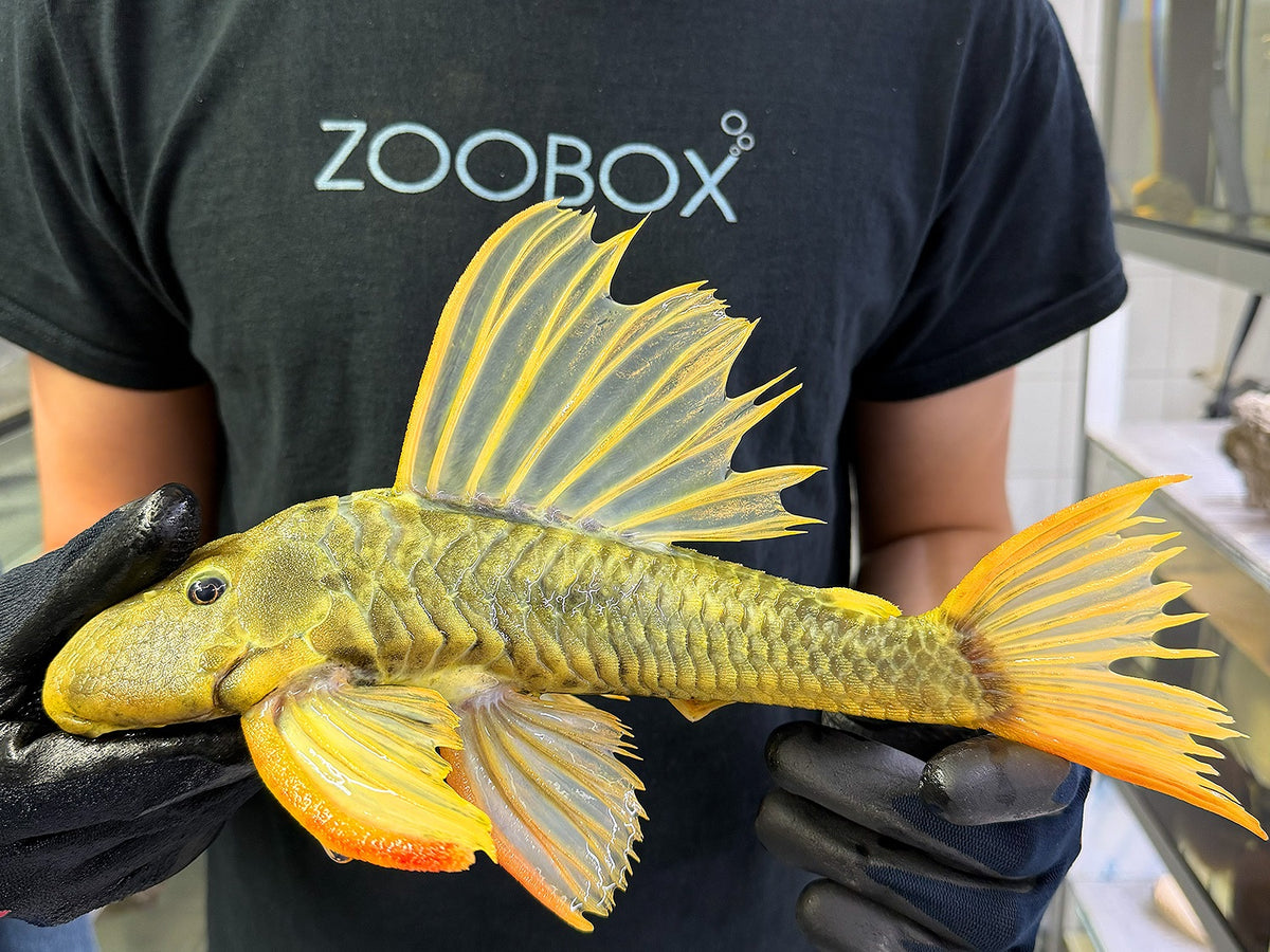 Hypostomus luteus Phase 3 WYSIWYG #127
