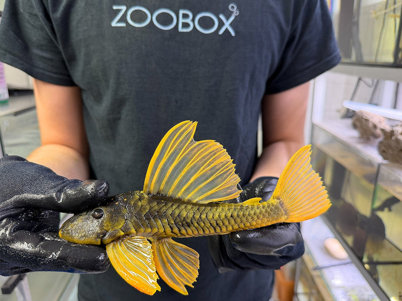 Hypostomus luteus Phase 3 WYSIWYG #128