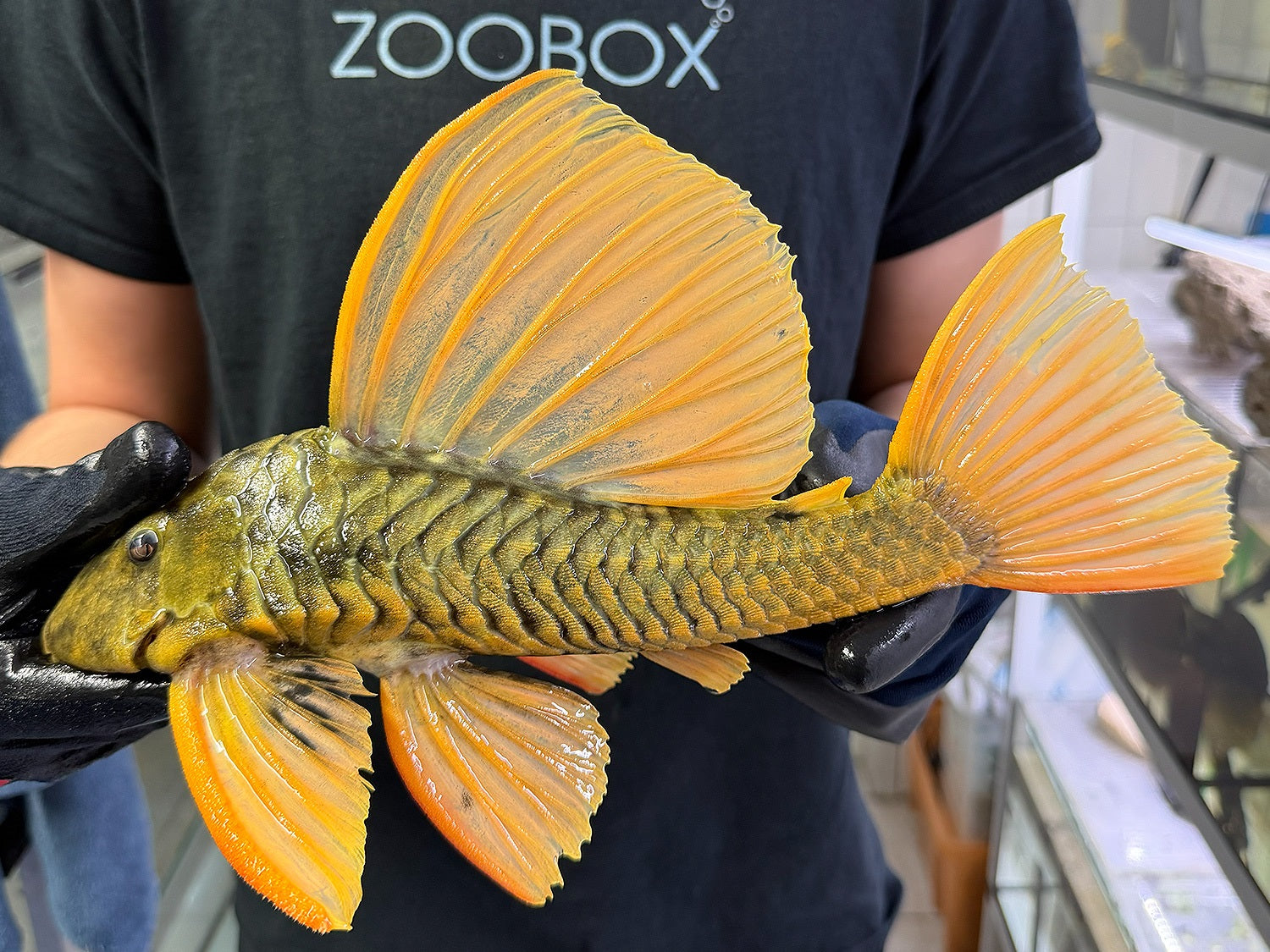 Hypostomus luteus 'super yellow' WYSIWYG #129