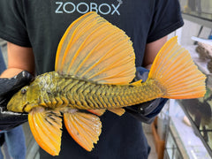 Hypostomus luteus 'super yellow' WYSIWYG #129