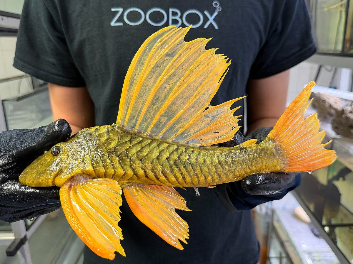 Hypostomus luteus Phase 3 WYSIWYG #130