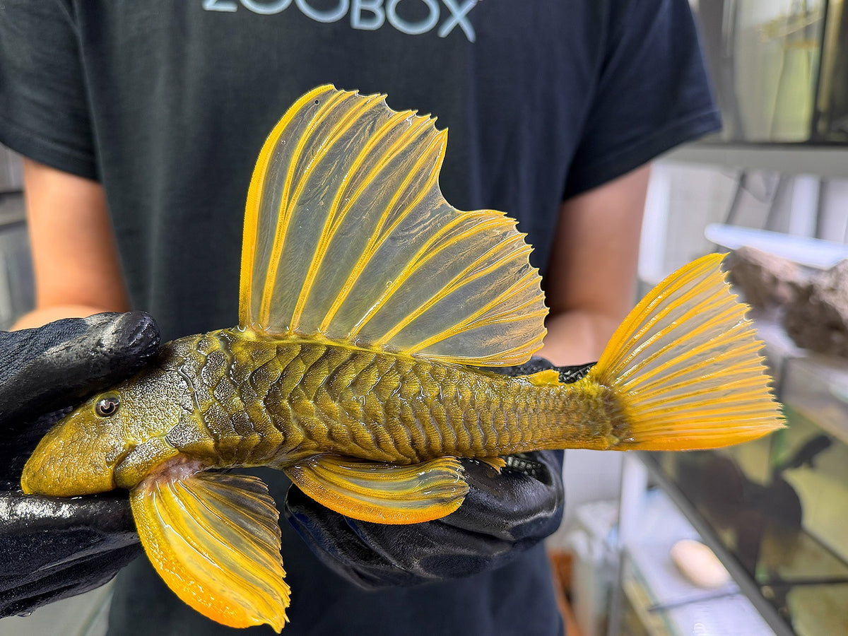 Hypostomus luteus Phase 3 WYSIWYG #131
