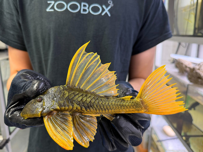 Hypostomus luteus Phase 2 WYSIWYG #132