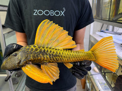 Hypostomus luteus Phase 2 'super yellow' WYSIWYG #133