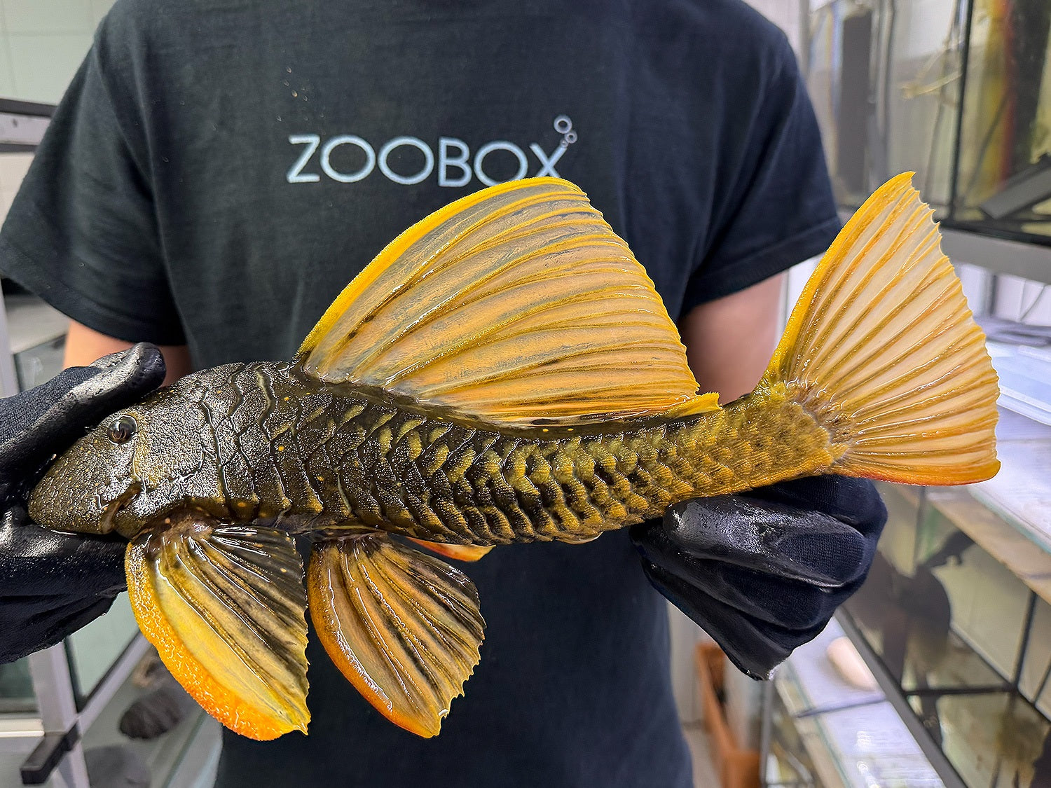 Hypostomus luteus Phase 2 WYSIWYG #134