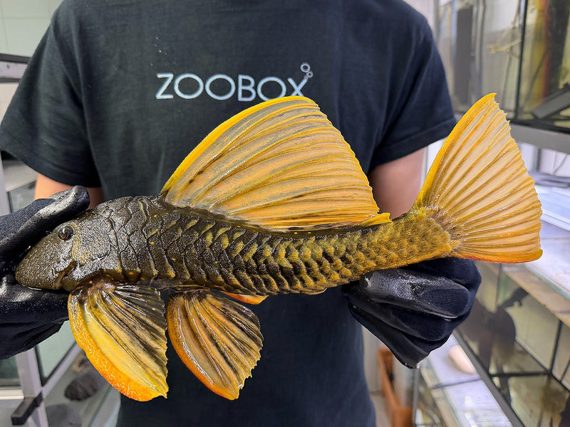 Hypostomus luteus Phase 2 WYSIWYG #134