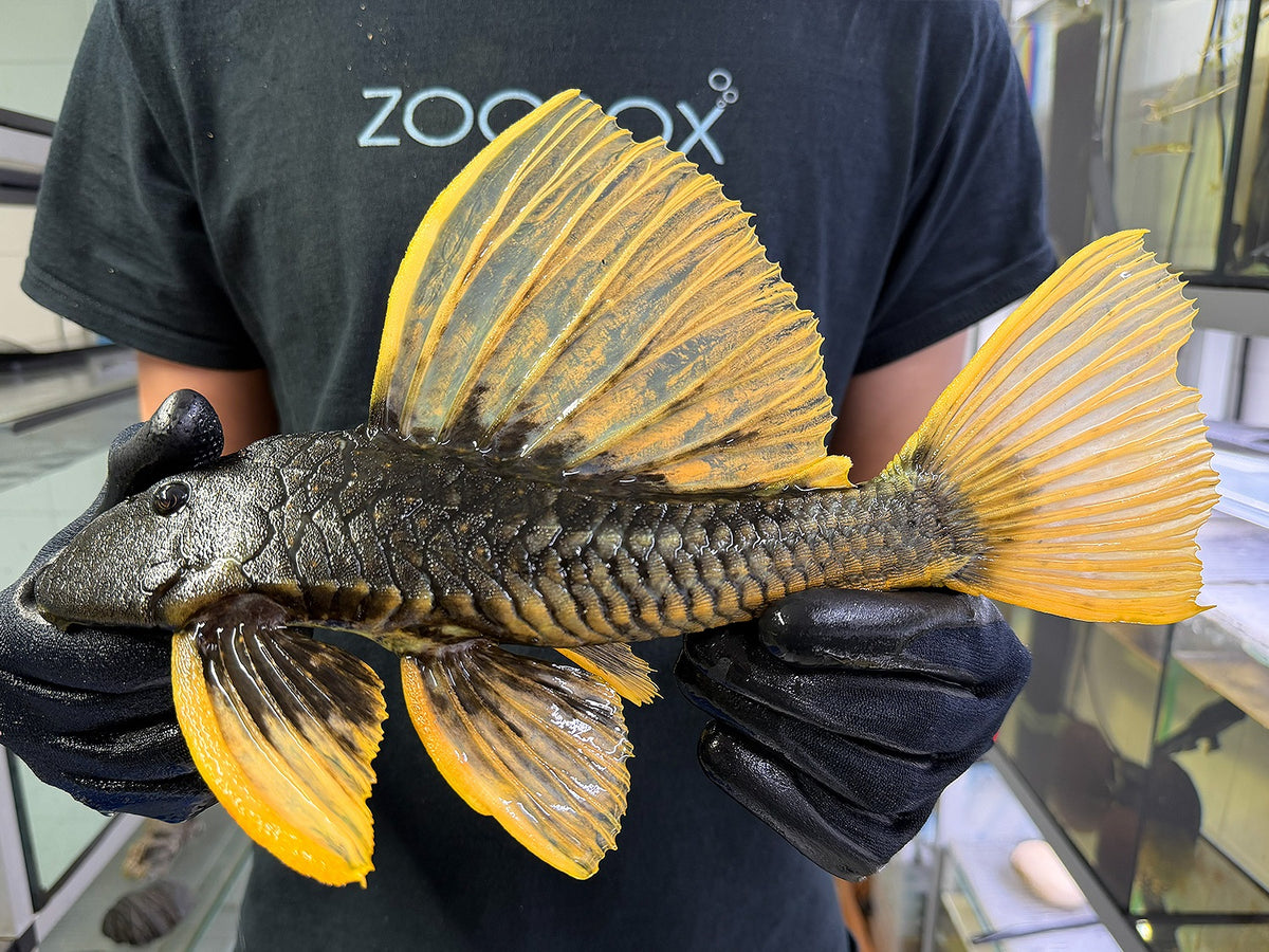 Hypostomus luteus Phase 2 WYSIWYG #135