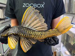 Hypostomus luteus Phase 2 WYSIWYG #136