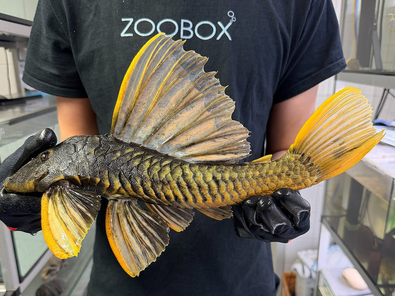 Hypostomus luteus Phase 2 WYSIWYG #136