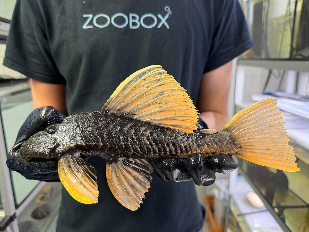 Hypostomus luteus Phase 2 WYSIWYG #137