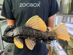 Hypostomus luteus Phase 2 WYSIWYG #137