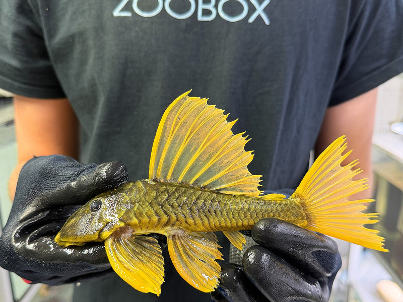 Hypostomus luteus P3 'super yellow' WYSIWYG #138