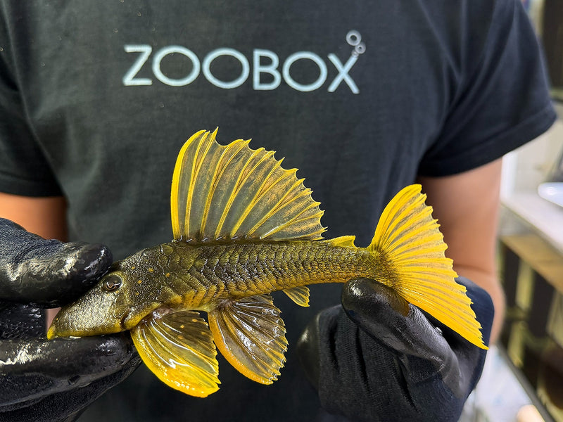 Hypostomus luteus Phase 3 WYSIWYG #139