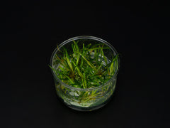 Helanthium tenellum 'red'