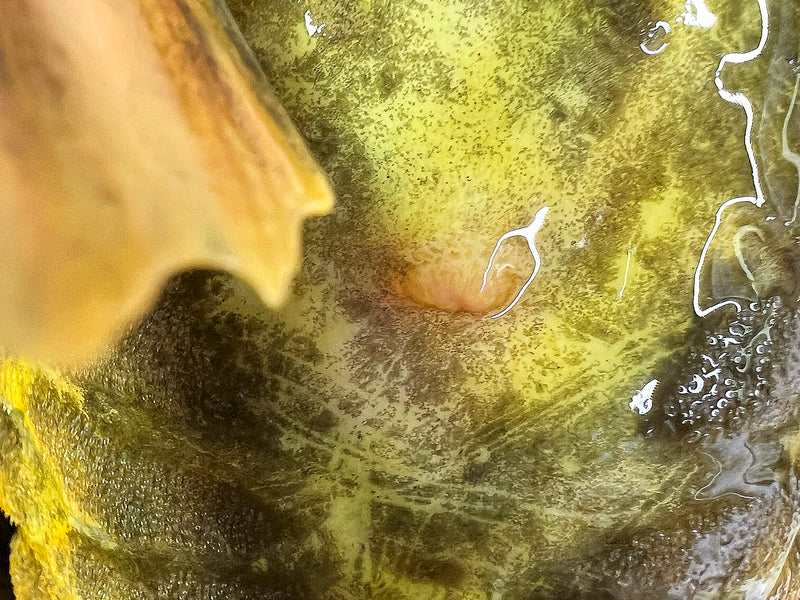 Hypostomus luteus Phase 2 WYSIWYG #15