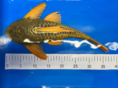 Hypostomus luteus Phase 2 WYSIWYG #15