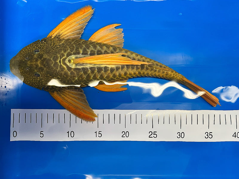Hypostomus luteus Phase 2 WYSIWYG #15