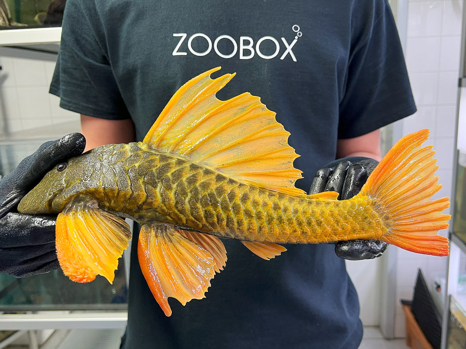 Hypostomus luteus Phase 2 WYSIWYG #15